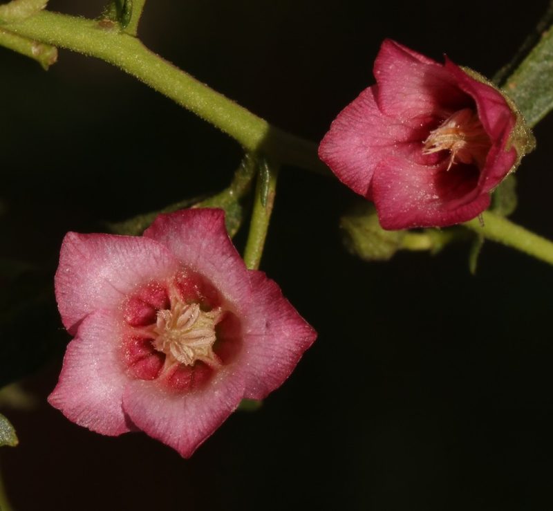Hermannia spinosa, photographed by Brian du Preez
