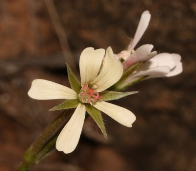 Pelargonium aridum, photographed by Brian du Preez