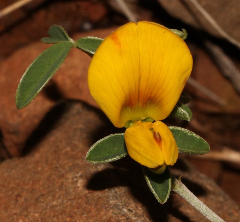 Argyrolobium argenteum, photographed by Brian du Preez