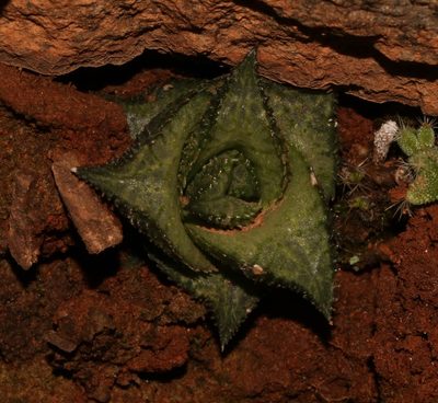 Haworthiopsis tessellata, photographed by Brian du Preez