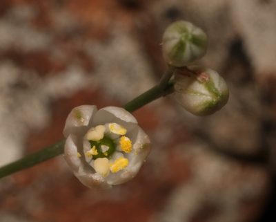 Nicipe juncifolia, photographed by Brian du Preez
