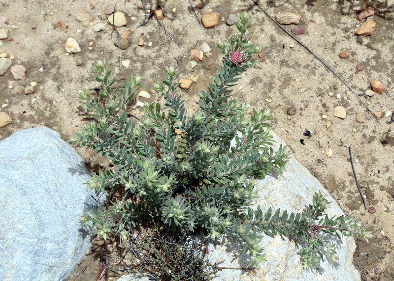 Leucospermum wittebergense, photographed by Dr. Alexey Yakovlev