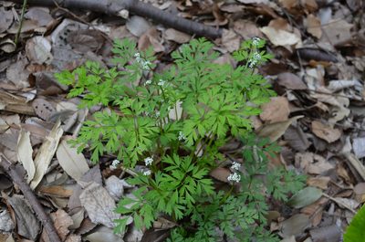 Aegopodium decumbens, photographed by Jason Grant