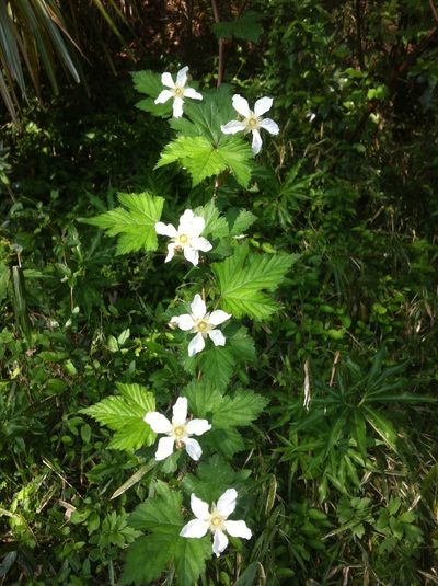 Rubus microphyllus, photographed by Jason Grant