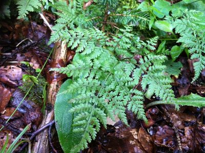 Cystopteris montana, photographed by Jason Grant
