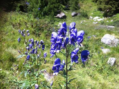 Aconitum degenii, photographed by Jason Grant