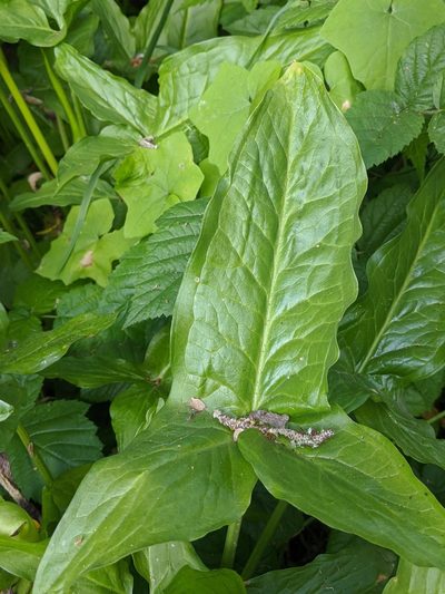 Arum hygrophilum, photographed by Franco Folini