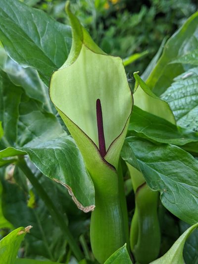 Arum hygrophilum, photographed by Franco Folini