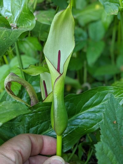 Arum hygrophilum, photographed by Franco Folini