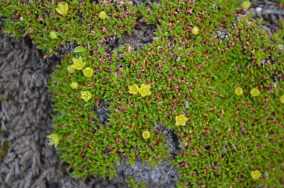 Cherleria sedoides, photographed by Jason Grant