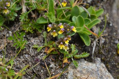 Euphrasia minima, photographed by Jason Grant