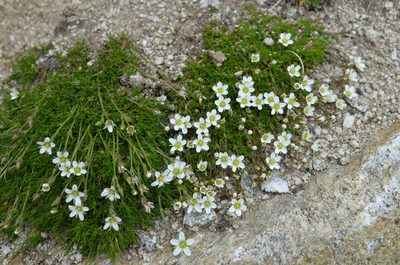 Minuartia recurva, photographed by Jason Grant