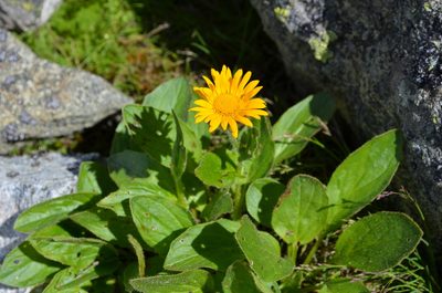 Doronicum clusii, photographed by Jason Grant