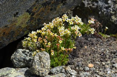 Saxifraga exarata, photographed by Jason Grant