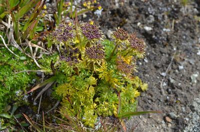 Neogaya simplex, photographed by Jason Grant