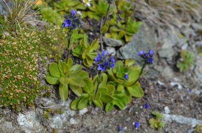 Veronica bellidioides, photographed by Jason Grant