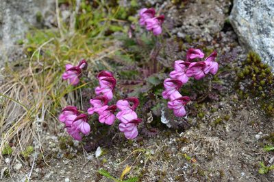 Pedicularis kerneri, photographed by Jason Grant