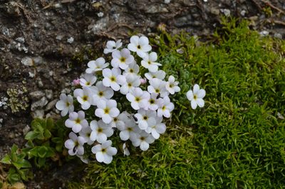 Androsace alpina, photographed by Jason Grant