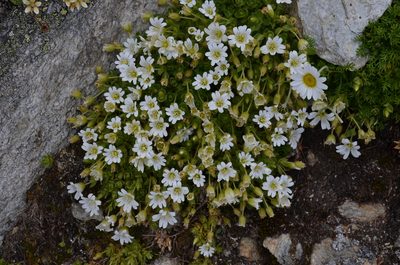 Cerastium uniflorum, photographed by Jason Grant