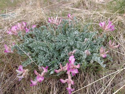 Astragalus utahensis, photographed by Tyler Hacking