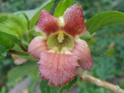 Drymonia serrulata, photographed by Alexis López Hernández