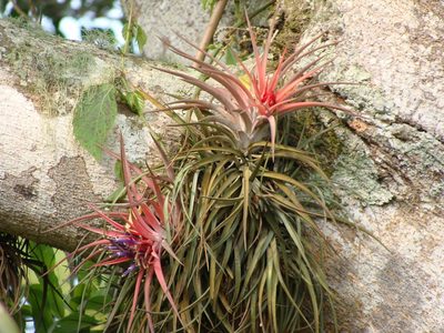 Tillandsia velutina, photographed by Alexis López Hernández