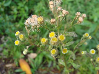 Conyza laevigata, photographed by Alexis López Hernández