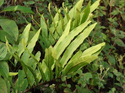 Serpocaulon triseriale, photographed by Alexis López Hernández