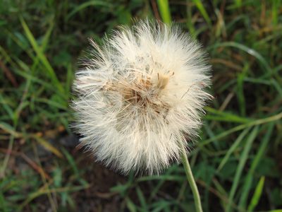 Chaptalia nutans, photographed by Alexis López Hernández