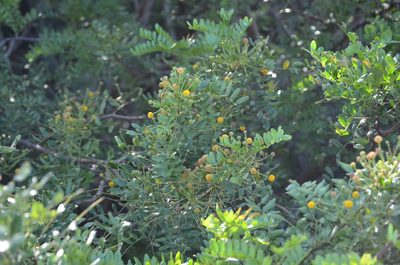 Vachellia choriophylla, photographed by stevemerkley