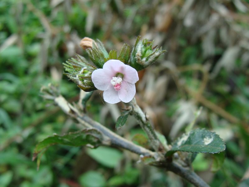 Pavonia schiedeana, photographed by Alexis López Hernández