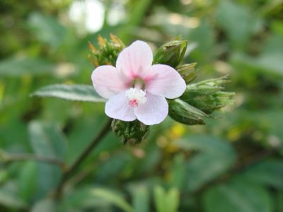 Pavonia schiedeana, photographed by Alexis López Hernández