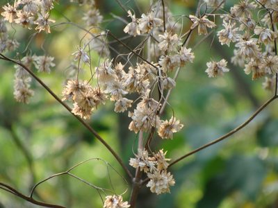 Montanoa hibiscifolia, photographed by Alexis López Hernández