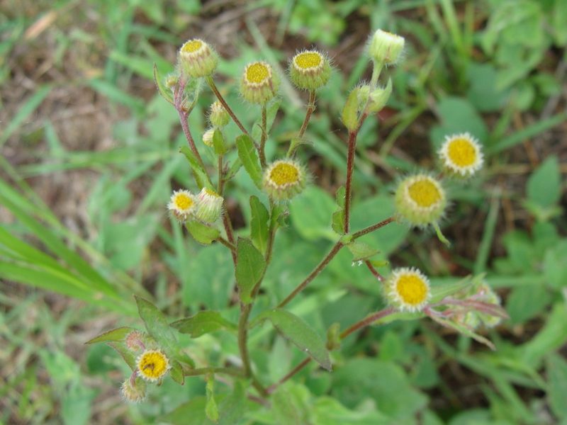 Conyza laevigata, photographed by Alexis López Hernández
