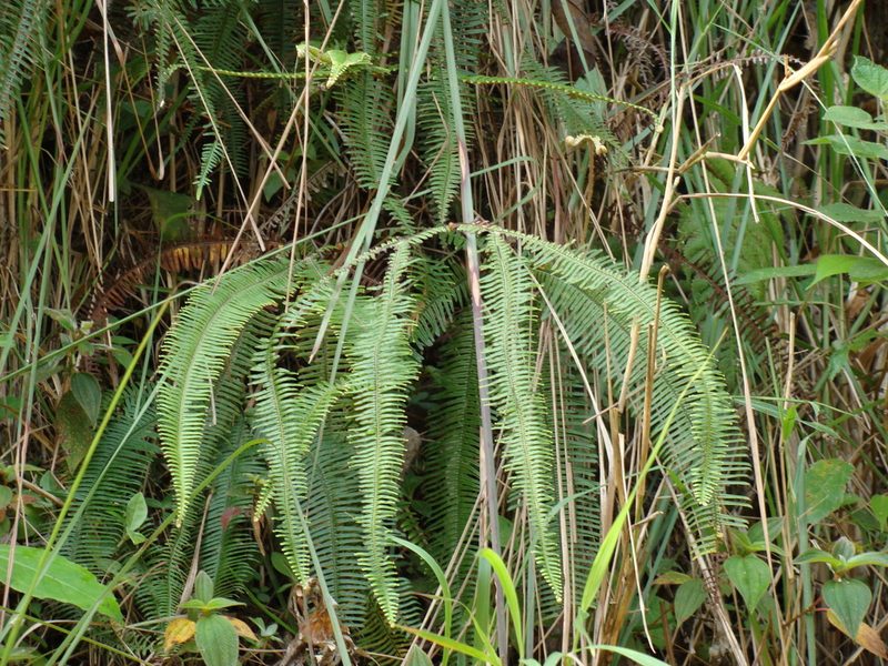Sticherus fulvus, photographed by Alexis López Hernández