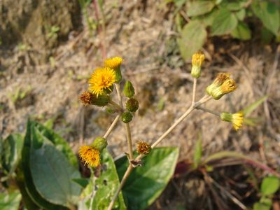Liabum asclepiadeum, photographed by Alexis López Hernández
