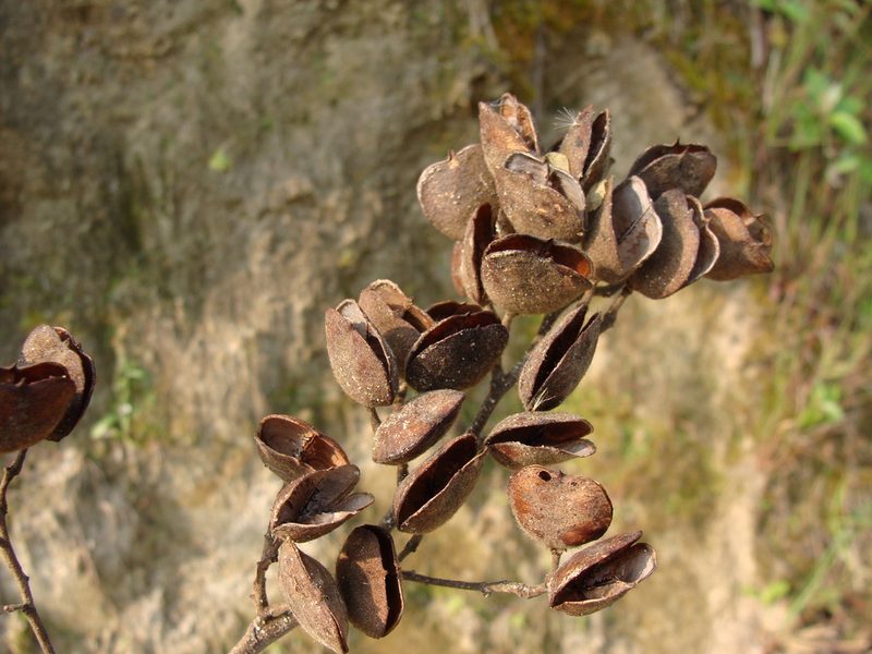 Trichospermum mexicanum, photographed by Alexis López Hernández