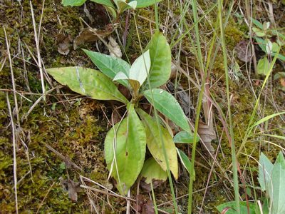 Liabum asclepiadeum, photographed by Alexis López Hernández
