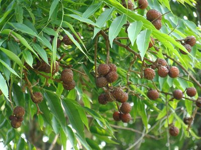 Sapindus saponaria, photographed by Alexis López Hernández