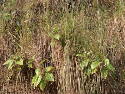 Liabum asclepiadeum, photographed by Alexis López Hernández