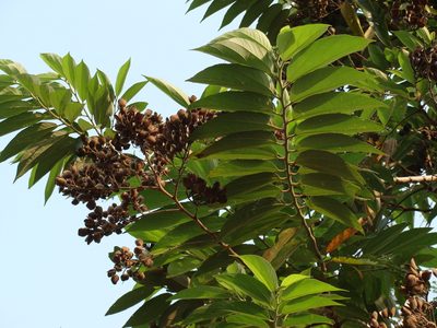 Trichospermum mexicanum, photographed by Alexis López Hernández