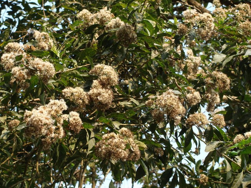 Eremosis triflosculosa, photographed by Alexis López Hernández