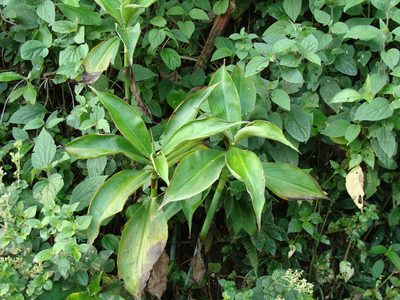 Costus pictus, photographed by Alexis López Hernández
