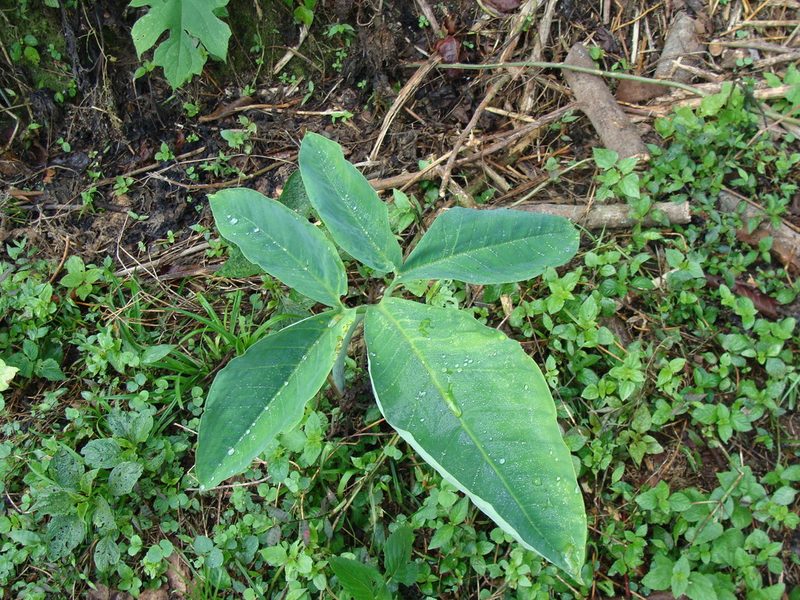 Xanthosoma wendlandii, photographed by Alexis López Hernández
