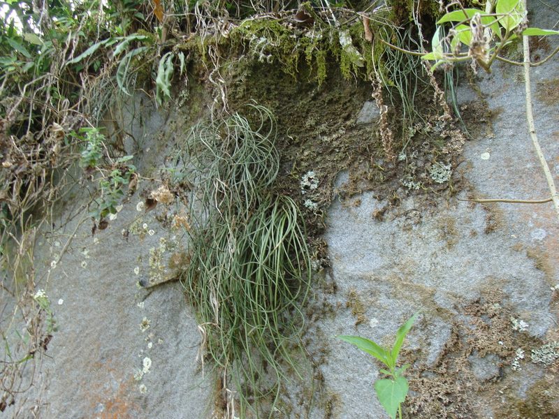 Campyloneurum angustifolium, photographed by Alexis López Hernández