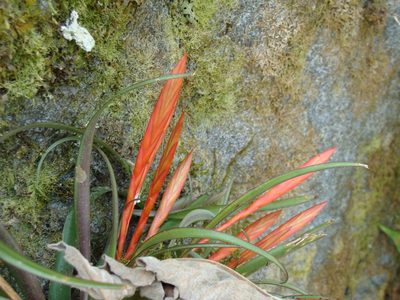 Tillandsia flabellata, photographed by Alexis López Hernández