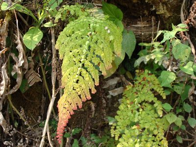 Adiantum concinnum, photographed by Alexis López Hernández