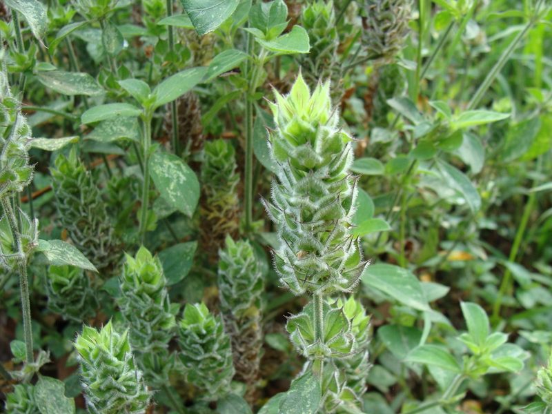 Dicliptera unguiculata, photographed by Alexis López Hernández