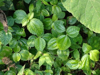 Pilea pubescens, photographed by Alexis López Hernández