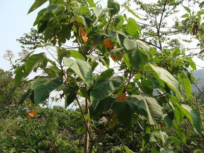 Croton draco, photographed by Alexis López Hernández